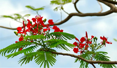 The teacher brings 3D technology to upland students